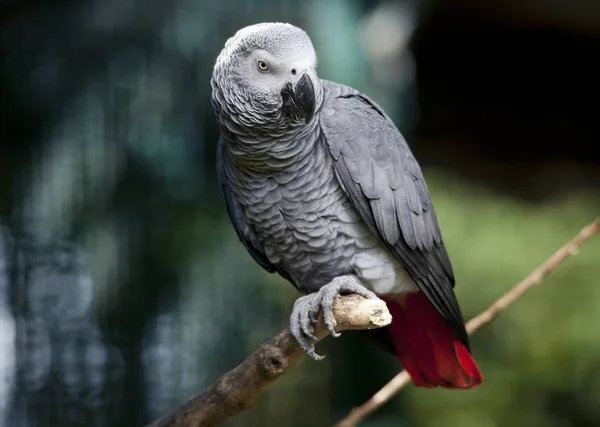 Papoušek šedý na větev stromu — Stock fotografie