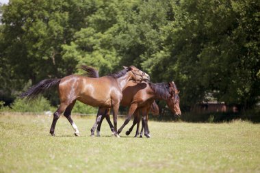Atları mera tehdit mi ediyorsun
