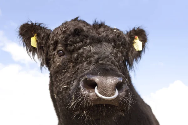 Galloway-bull hoofd — Stockfoto