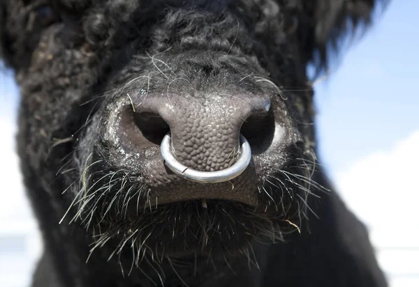 Toro con aro en la nariz — Foto de Stock
