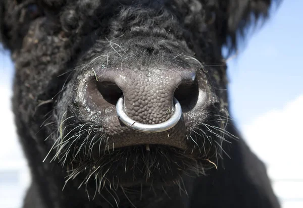 Stier met neusring — Stockfoto