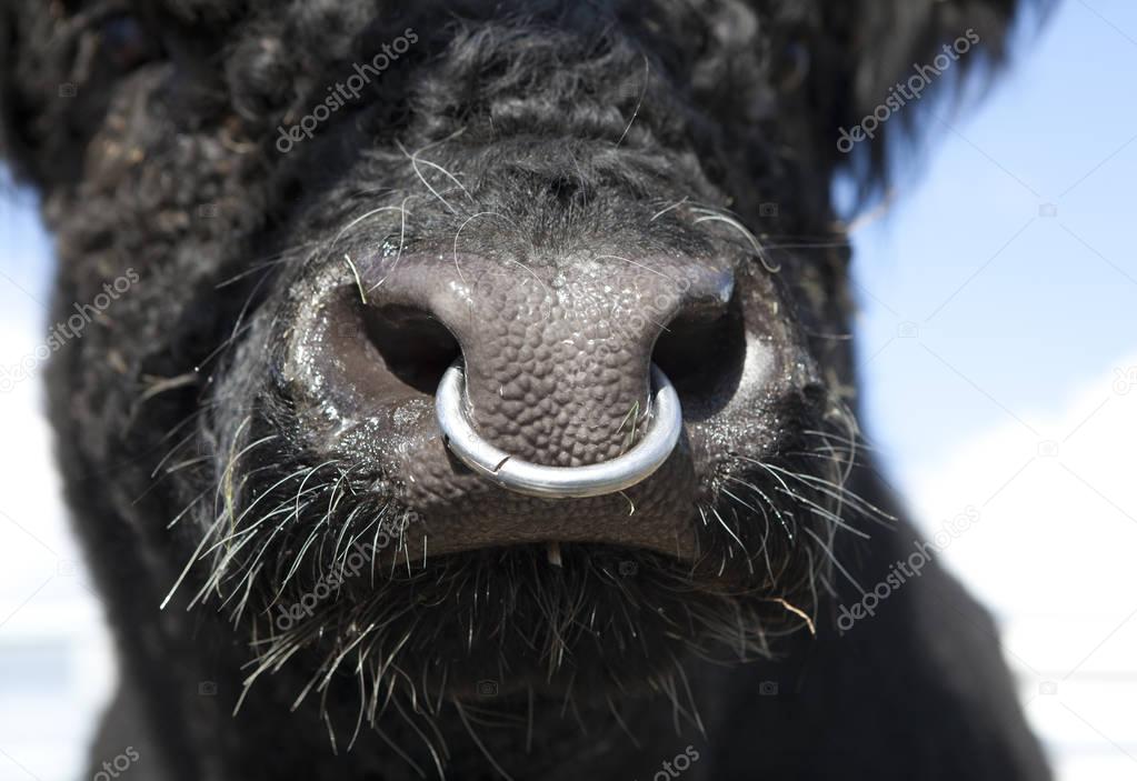 Picture bull nose ring Bull with nose ring — Stock Photo © Purple_Queue 174189250
