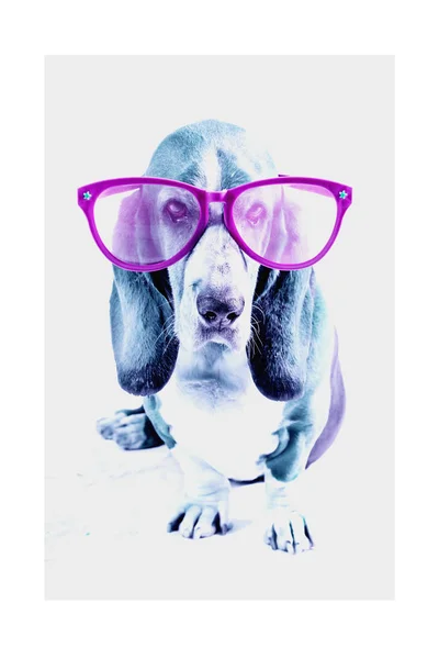 Розовые очки Basset Hound — стоковое фото