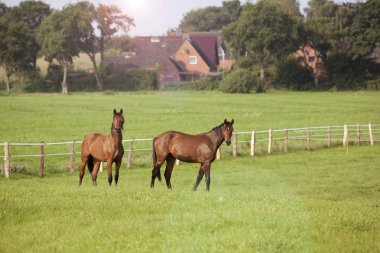Atları çayır üzerinde duruyorsun