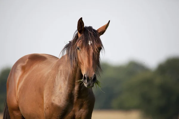Cavalo castanho come grama — Fotografia de Stock