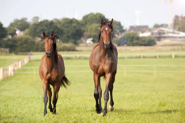 Fiatal lovak run legelőn — Stock Fotó
