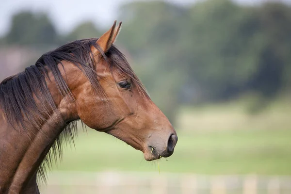 Cabeza de caballo joven desde el lado — Foto de Stock
