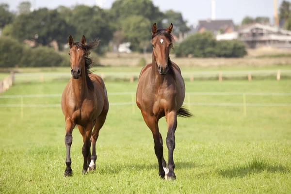Két fiatal barna ló — Stock Fotó