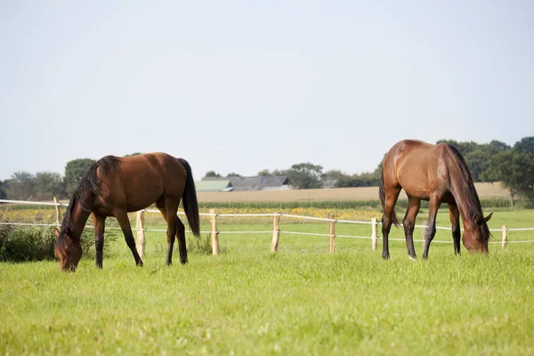 Dos caballos están pastando en los pastos —  Fotos de Stock