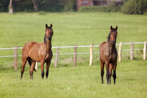 Két ló áll a rét — Stock Fotó