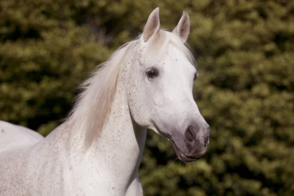 White arab horse on pasture — Stock Photo, Image