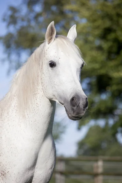 Witte Arabische paard hoofd portret — Stockfoto