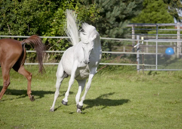 White arabian horse jumps on pasture — Stock Photo, Image