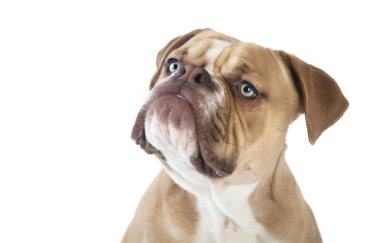 Olde İngilizce bulldog kafasını kesip