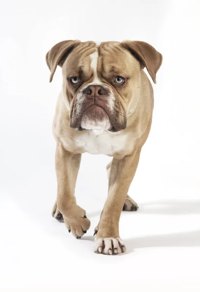 Olde english bulldog from the front — Stock Photo, Image