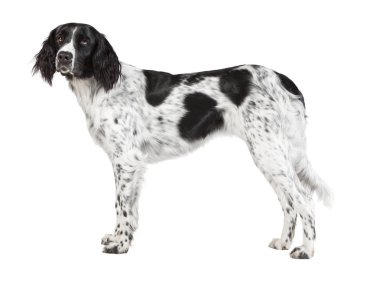 büyük Muensterlaender izole