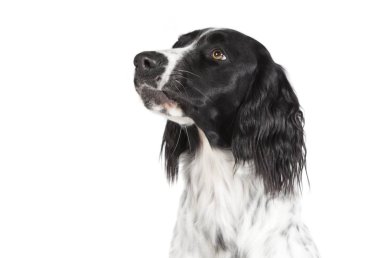 büyük Muensterlaender kafası izole