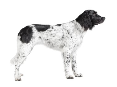 tarafından gelen büyük Muensterlaender