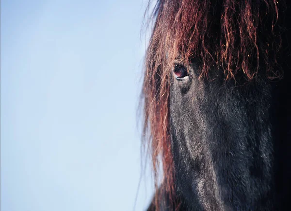 Friese ló kék háttér — Stock Fotó