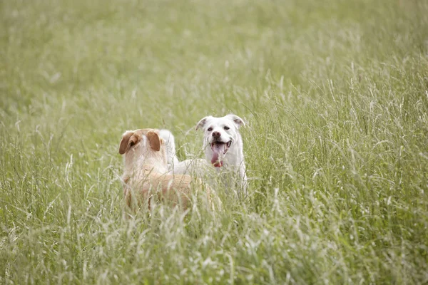 Deux chiens jouent dans la prairie — Photo