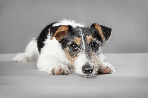 Jack Russell mixed breed — Stock Photo, Image