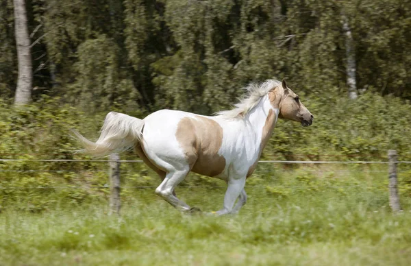 Palomino stallion gallops — Stock Photo, Image