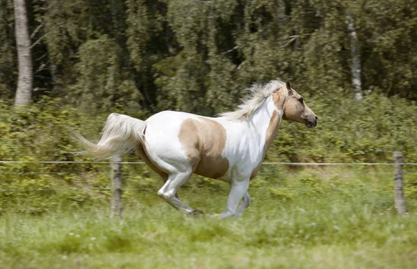 Palomino semental galope — Foto de Stock