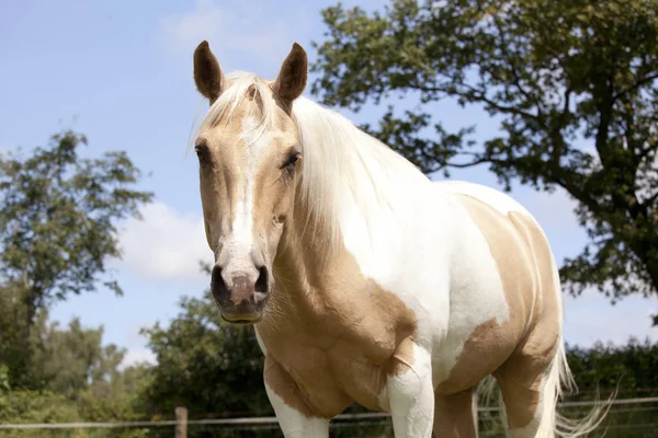 Palomino ló legelőn — Stock Fotó