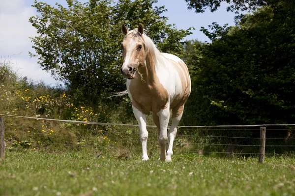 Cavalo de palomino está em pasto — Fotografia de Stock