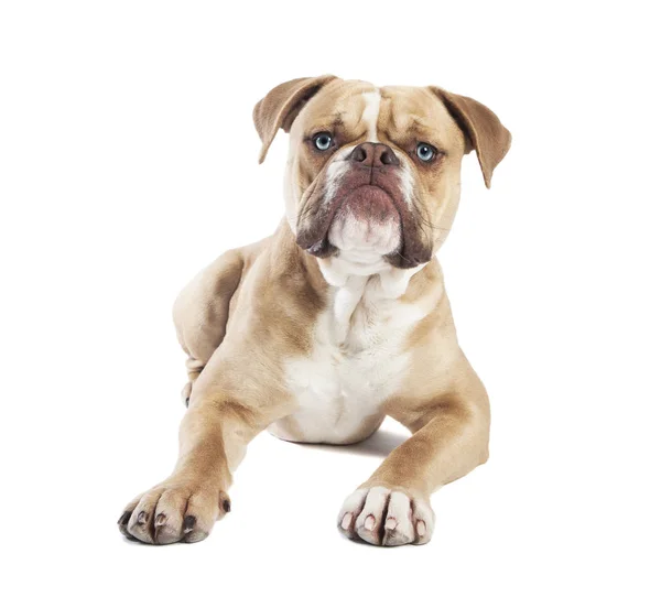 Angol bulldog fekve elszigetelt — Stock Fotó