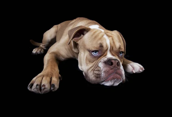 English bulldog lying down — Stock Photo, Image