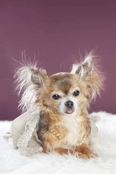 Chihuahua lång päls — Stockfoto