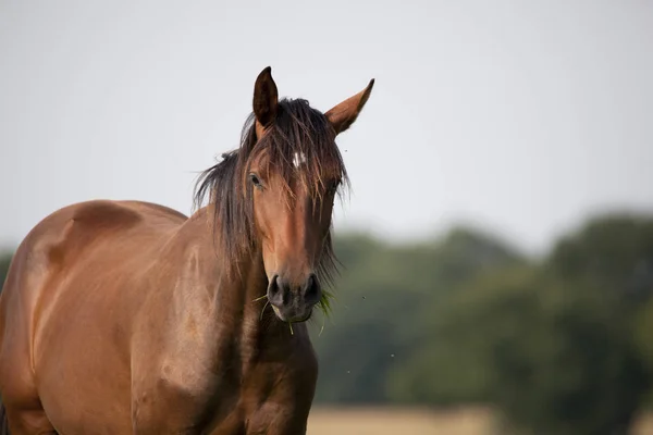 Giovane cavallo holsteiner marrone — Foto Stock
