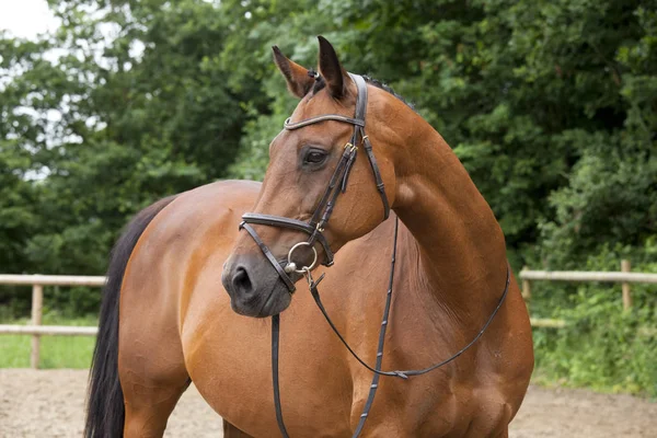 Cavalo marrom com freio — Fotografia de Stock