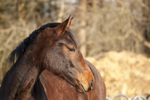 Caballo mira a un lado — Foto de Stock