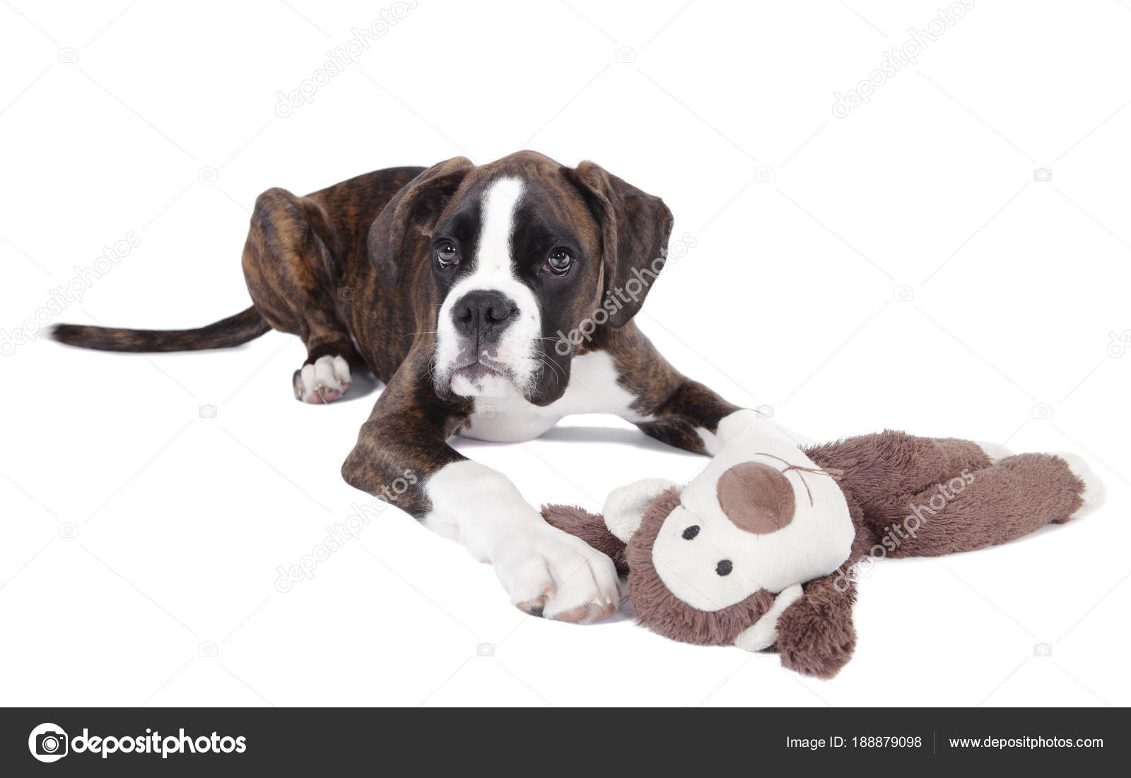stuffed boxer puppy dog