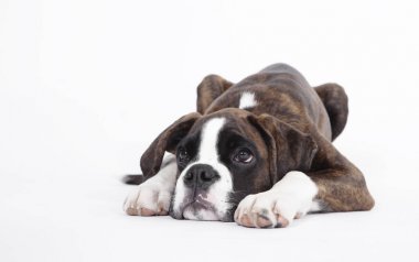 Boxer Köpek yavrusu izole yalan