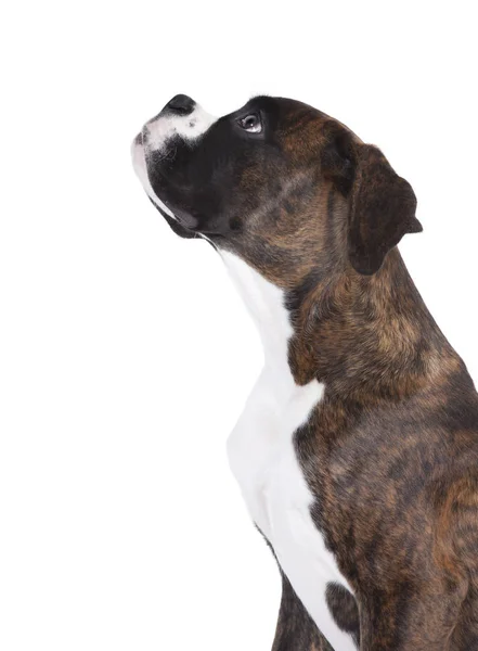 Boxer looks up — Stock Photo, Image