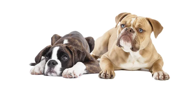 Boxer and bulldog — Stock Photo, Image