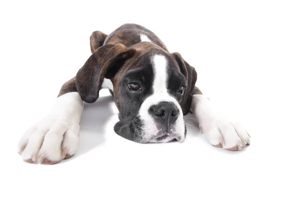 Boxer puppy lying down — Stock Photo, Image
