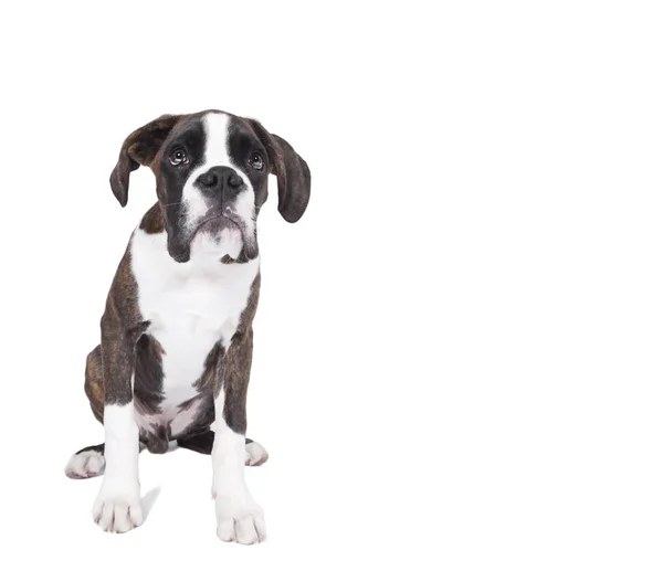 Boxer cucciolo seduto — Foto Stock