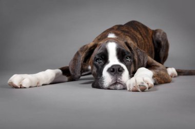Boxer Köpek yavrusu yalancı gri arka plan
