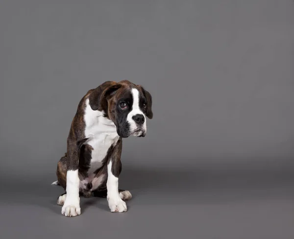 ボクサー子犬グレー背景 — ストック写真