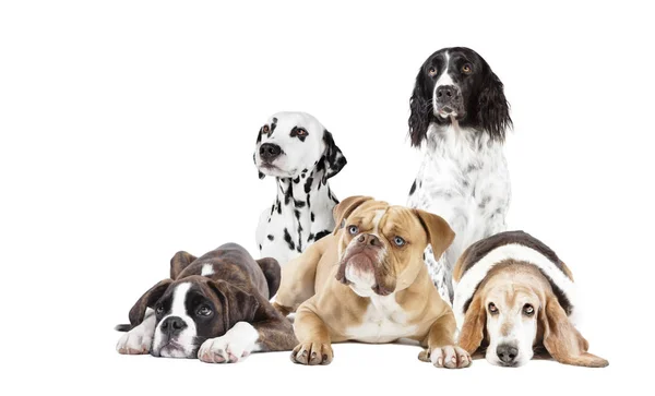 Many dogs cut out — Stock Photo, Image