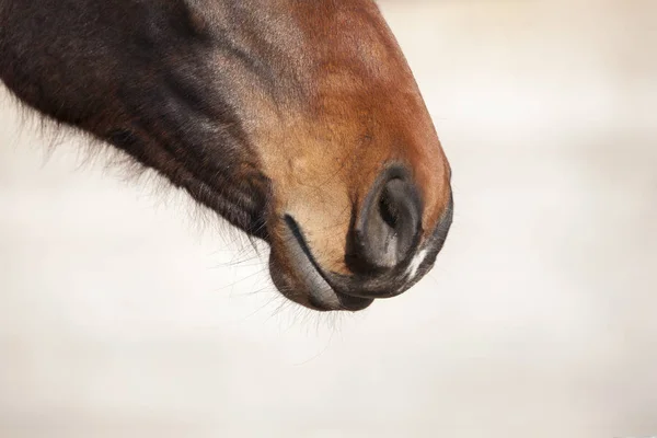 Hocico caballo marrón — Foto de Stock