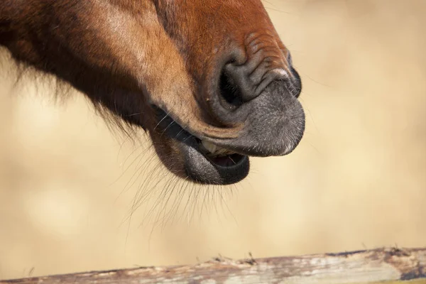 Horse wrinkles his nose — Stock Photo, Image