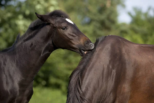 Foal limpia yegua — Foto de Stock