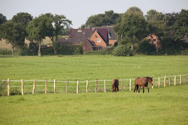 Twee jonge paarden op de weide — Stockfoto