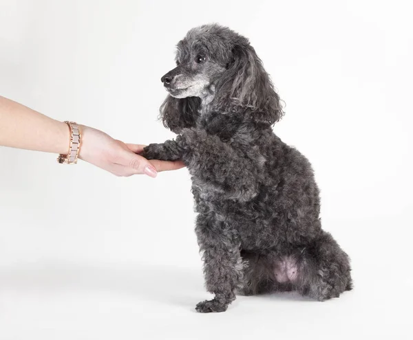 Gray poodle gives paw — Stock Photo, Image