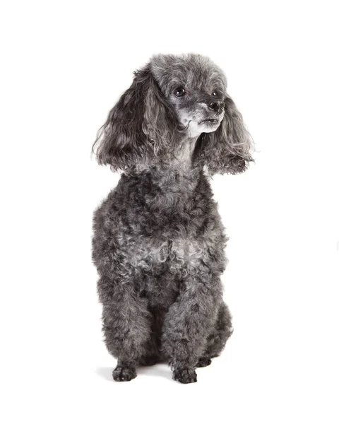 Gray poodle sitting isolated — Stock Photo, Image